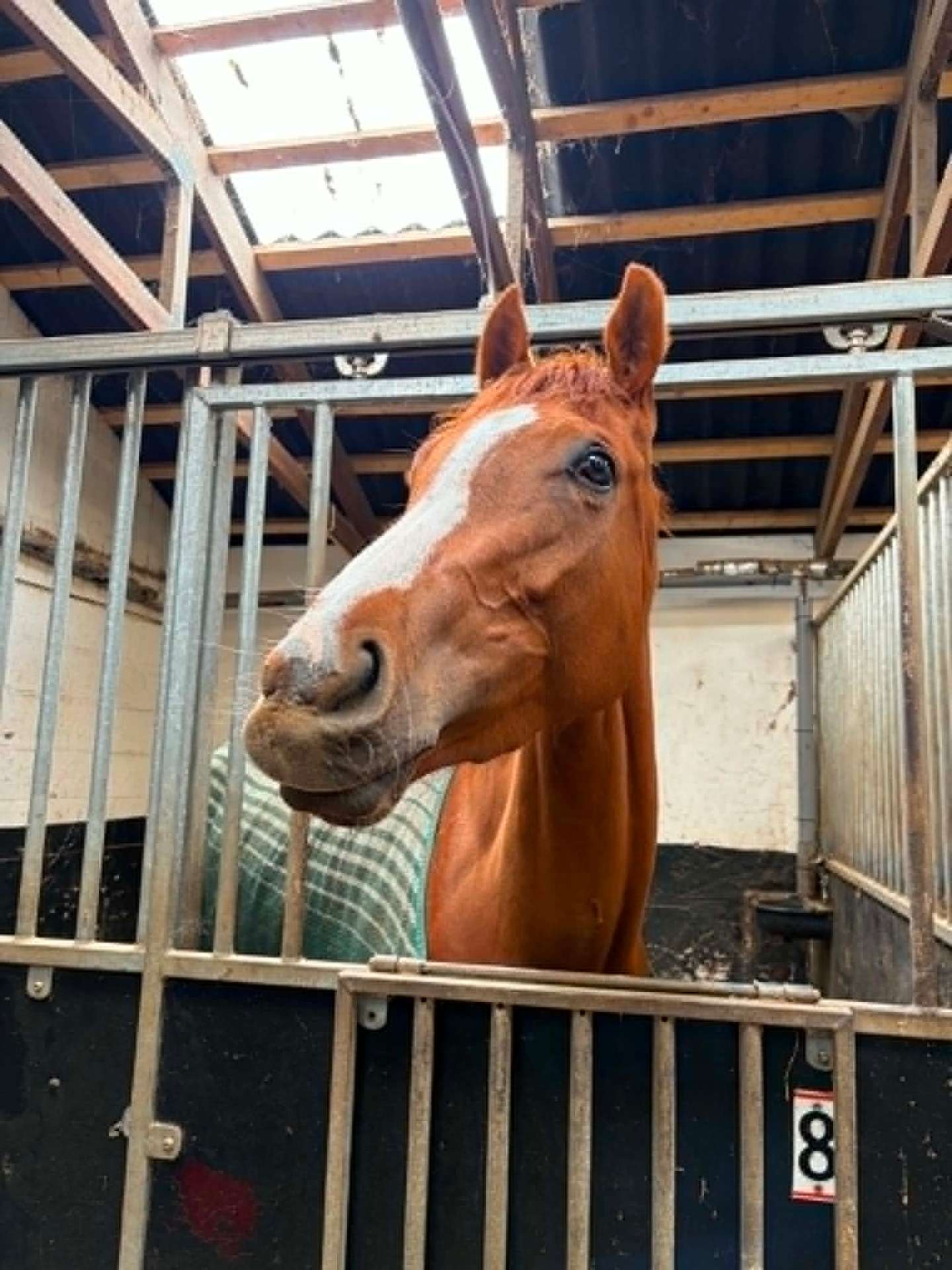 Hest i stald med hovedet ud over boksdøren