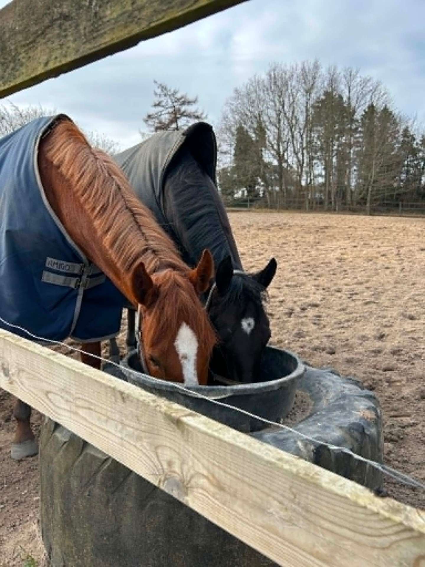 To heste på paddock